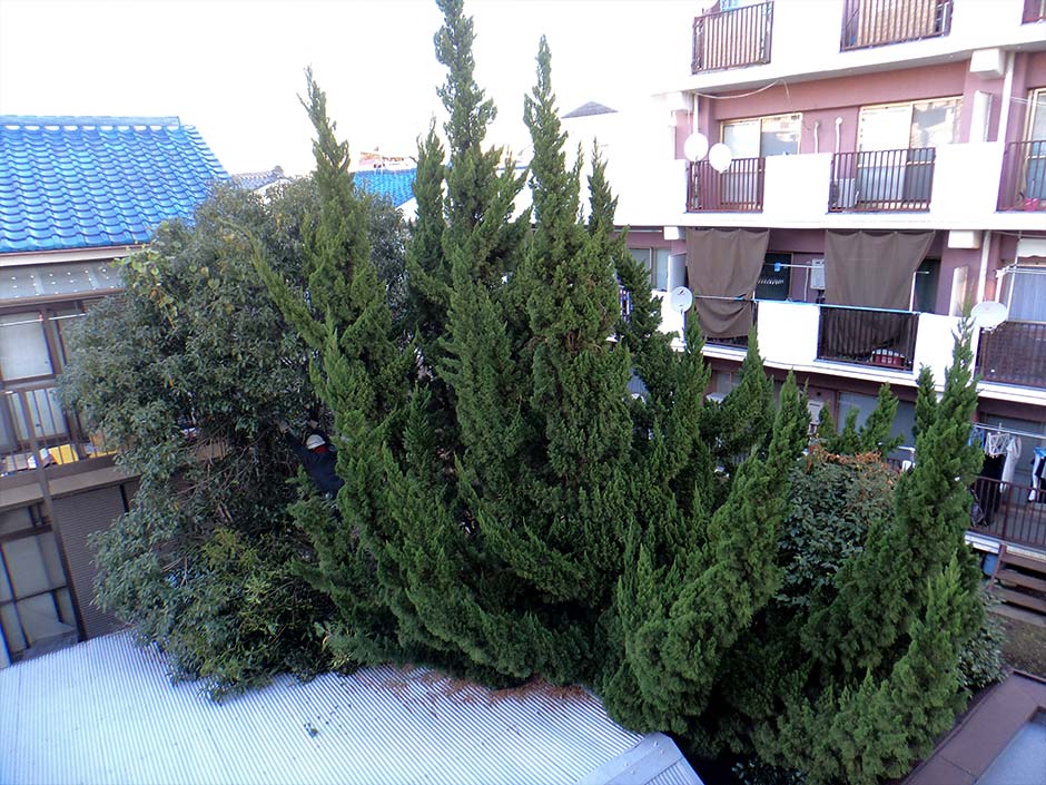 植栽伐採 施工前